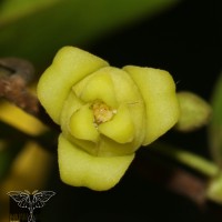 Alphonsea lutea (Roxb.) Hook.f. & Thomson